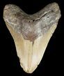 Bargain, Megalodon Tooth - North Carolina #52292-1